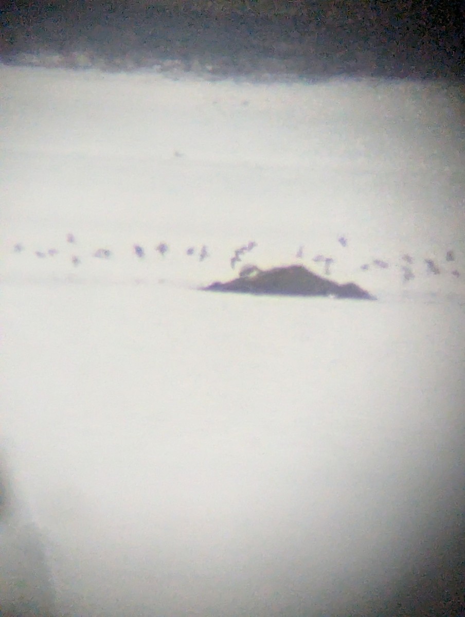 Морской песочник - ML646448652