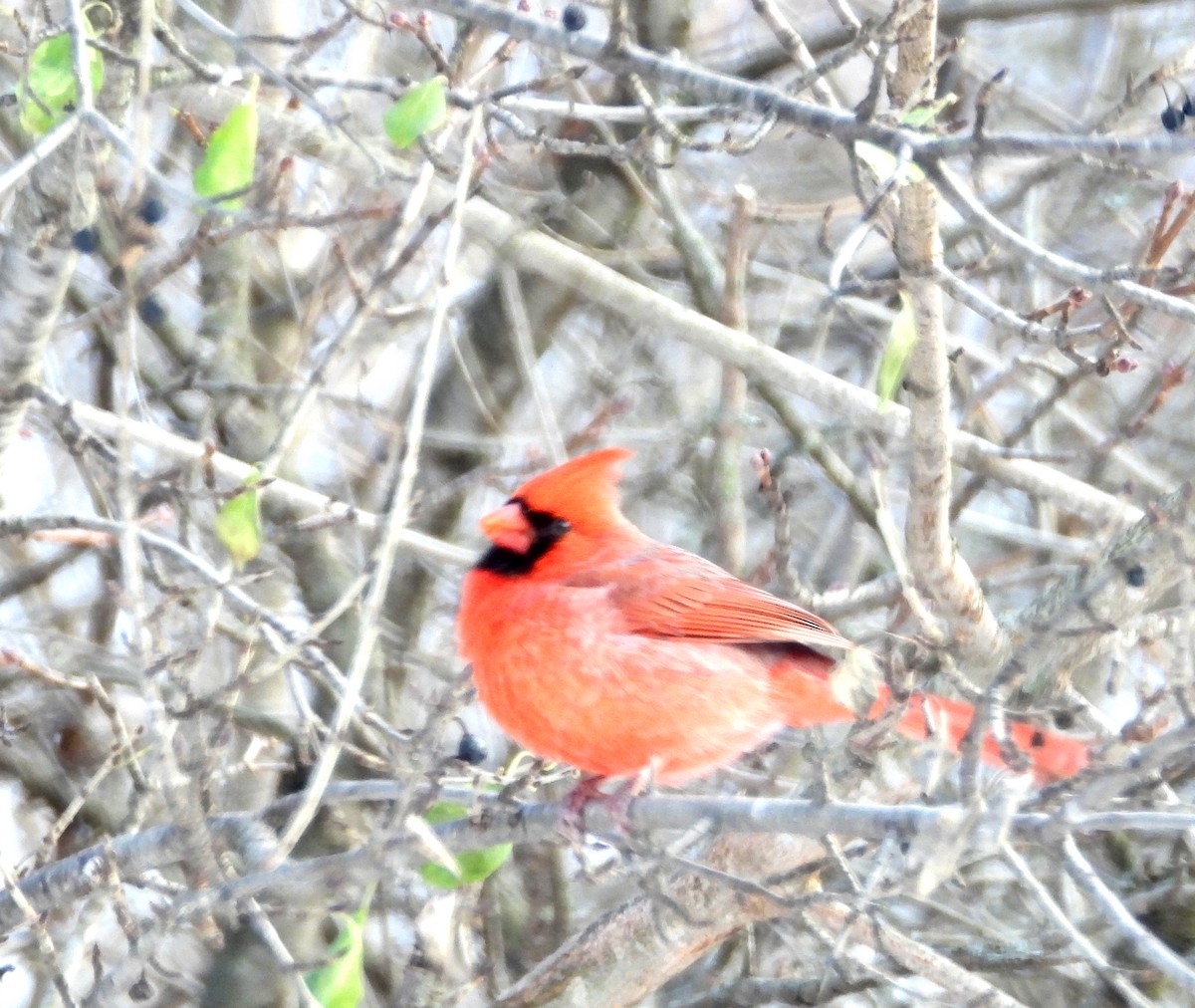 Northern Cardinal - ML646448653