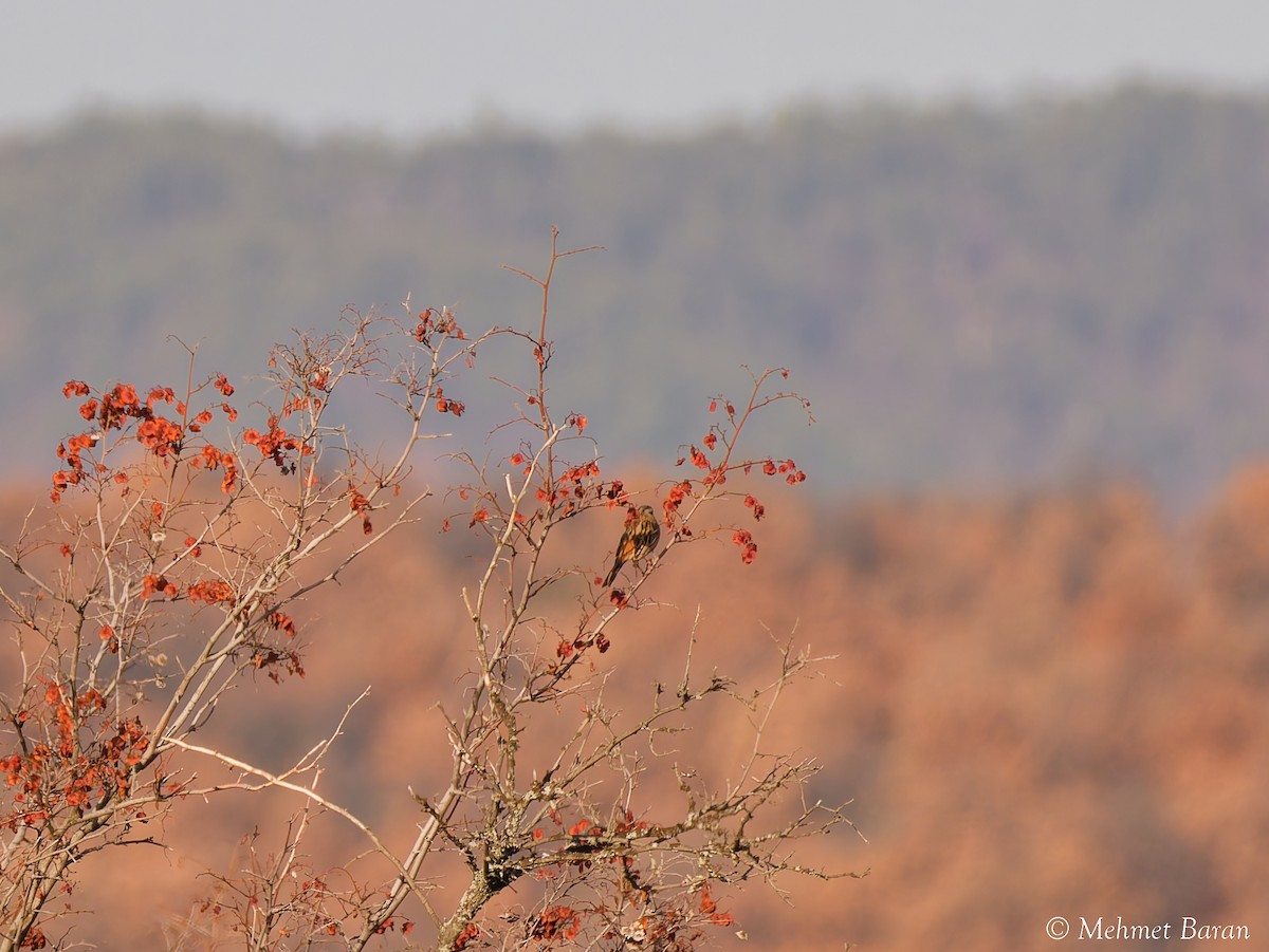 Цагаан хөмсөгт хөмрөг - ML646448654