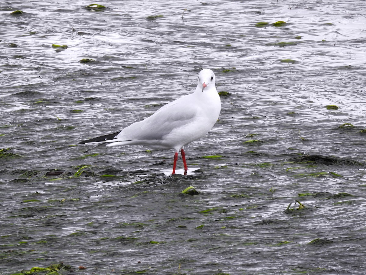 Antxeta mokogorria - ML646448655