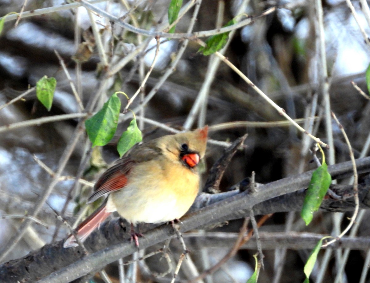 Northern Cardinal - ML646448657