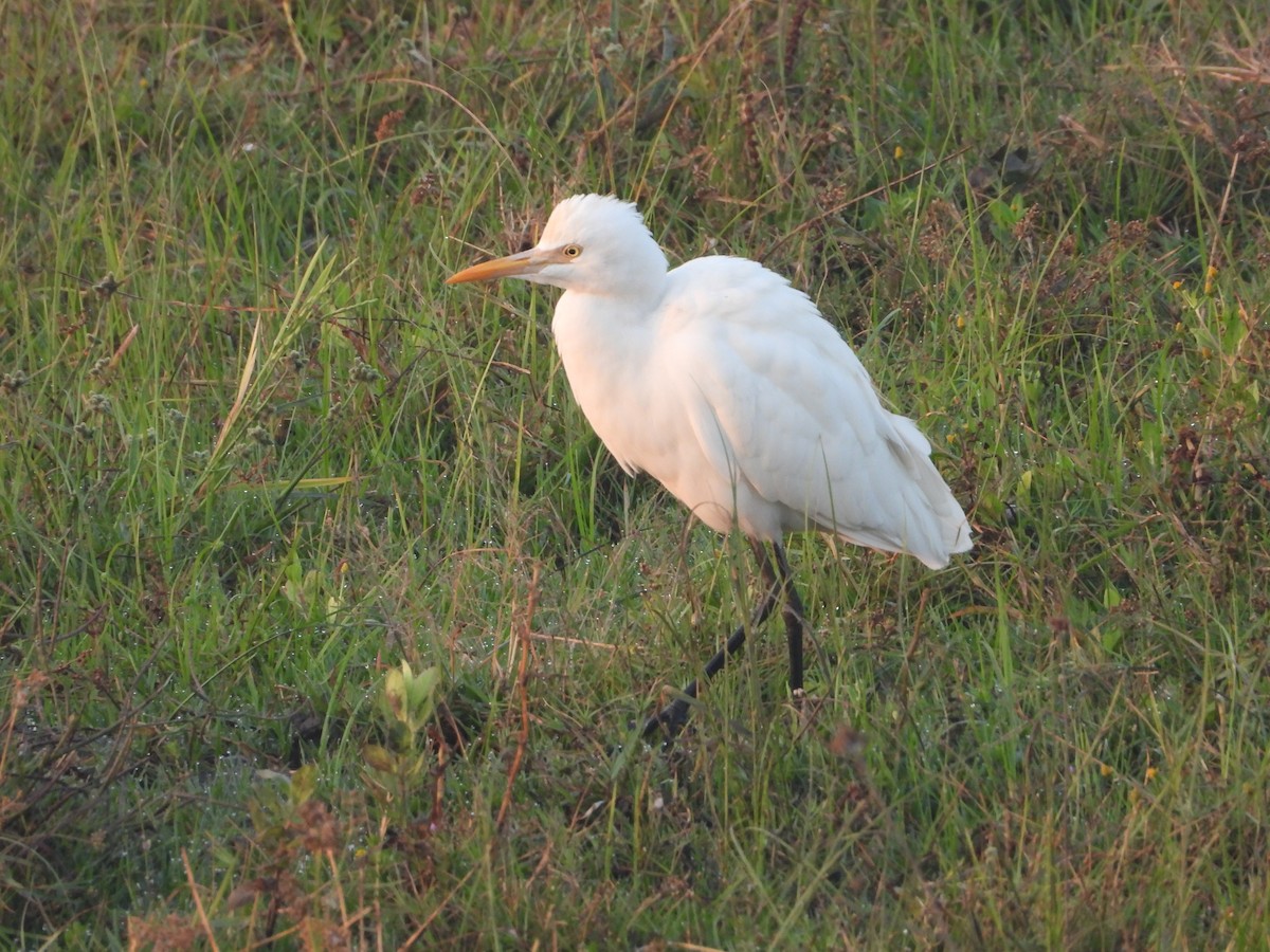 Eastern Cattle-Egret - ML646448658