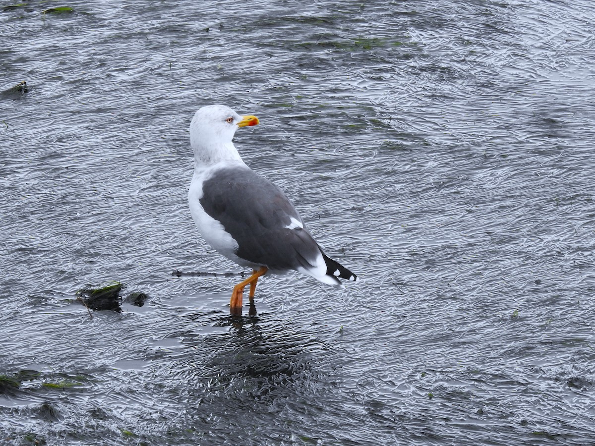 Kaio iluna - ML646448659