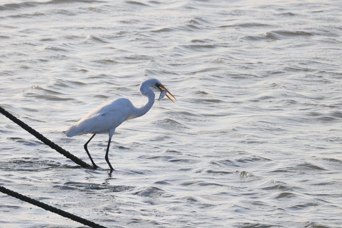 Great Egret - ML646448661
