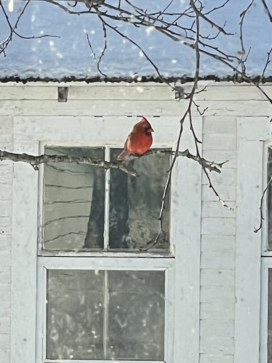 Cardenal Norteño - ML646448662