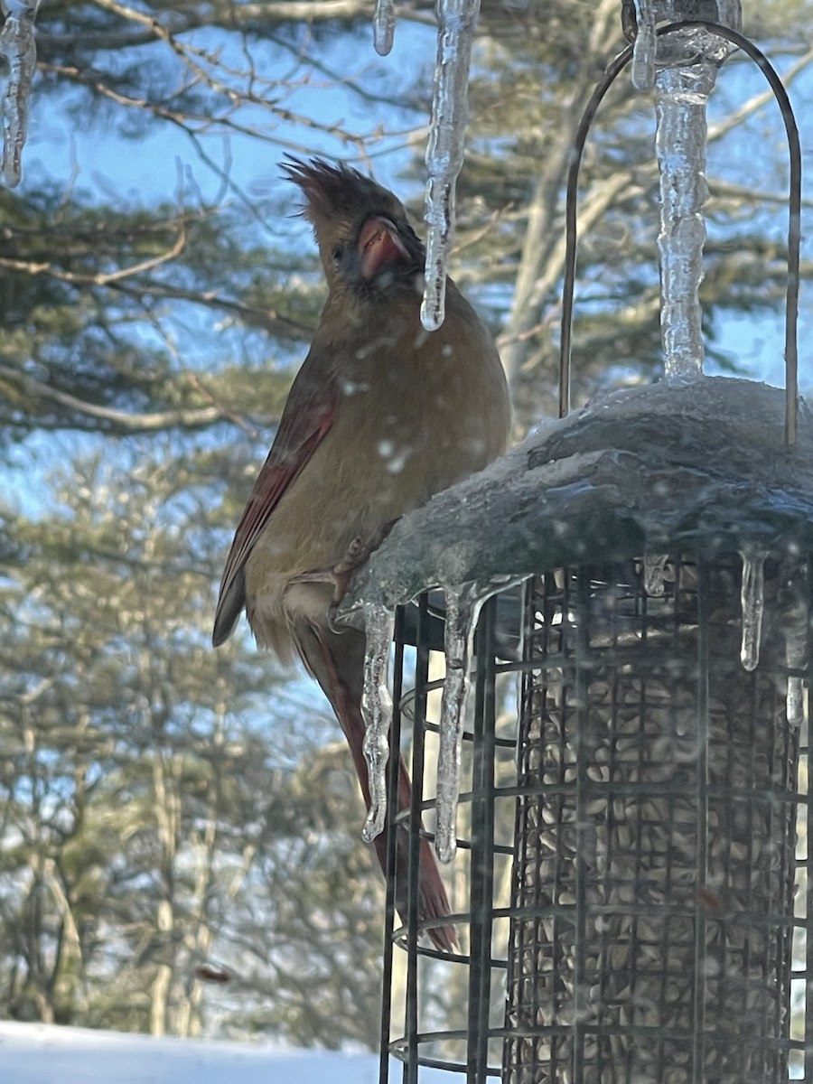 Cardenal Norteño - ML646448663