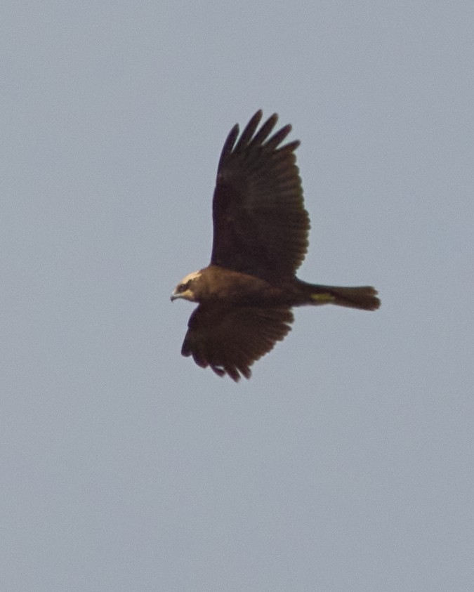 西方澤鵟 - ML646448665