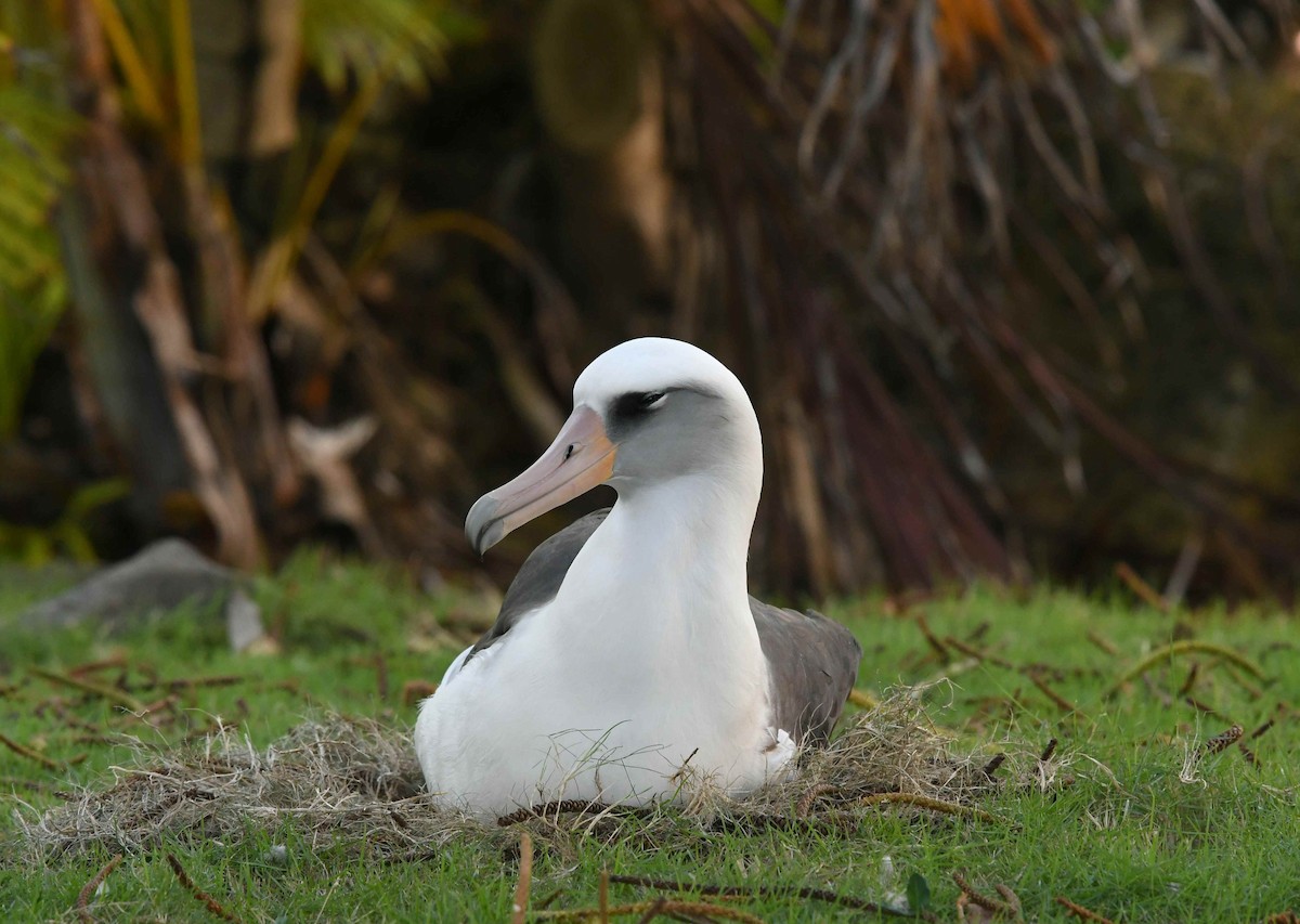 Laysan Albatross - ML646448666