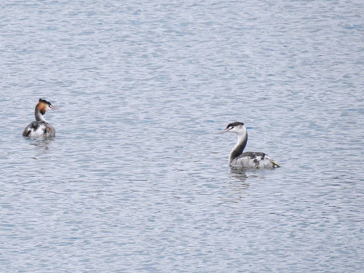 Murgil mottoduna - ML646448671