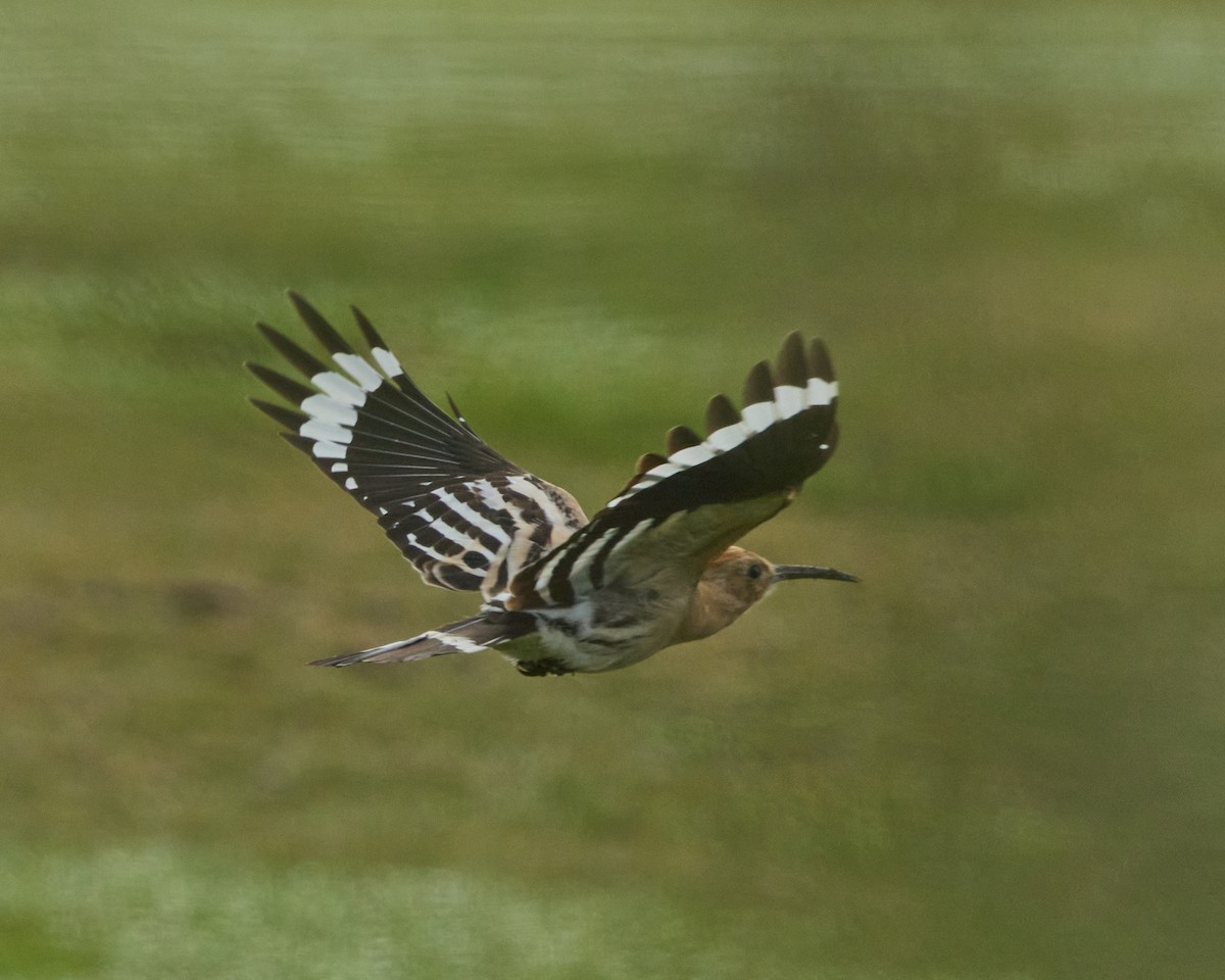 戴勝 - ML646448672