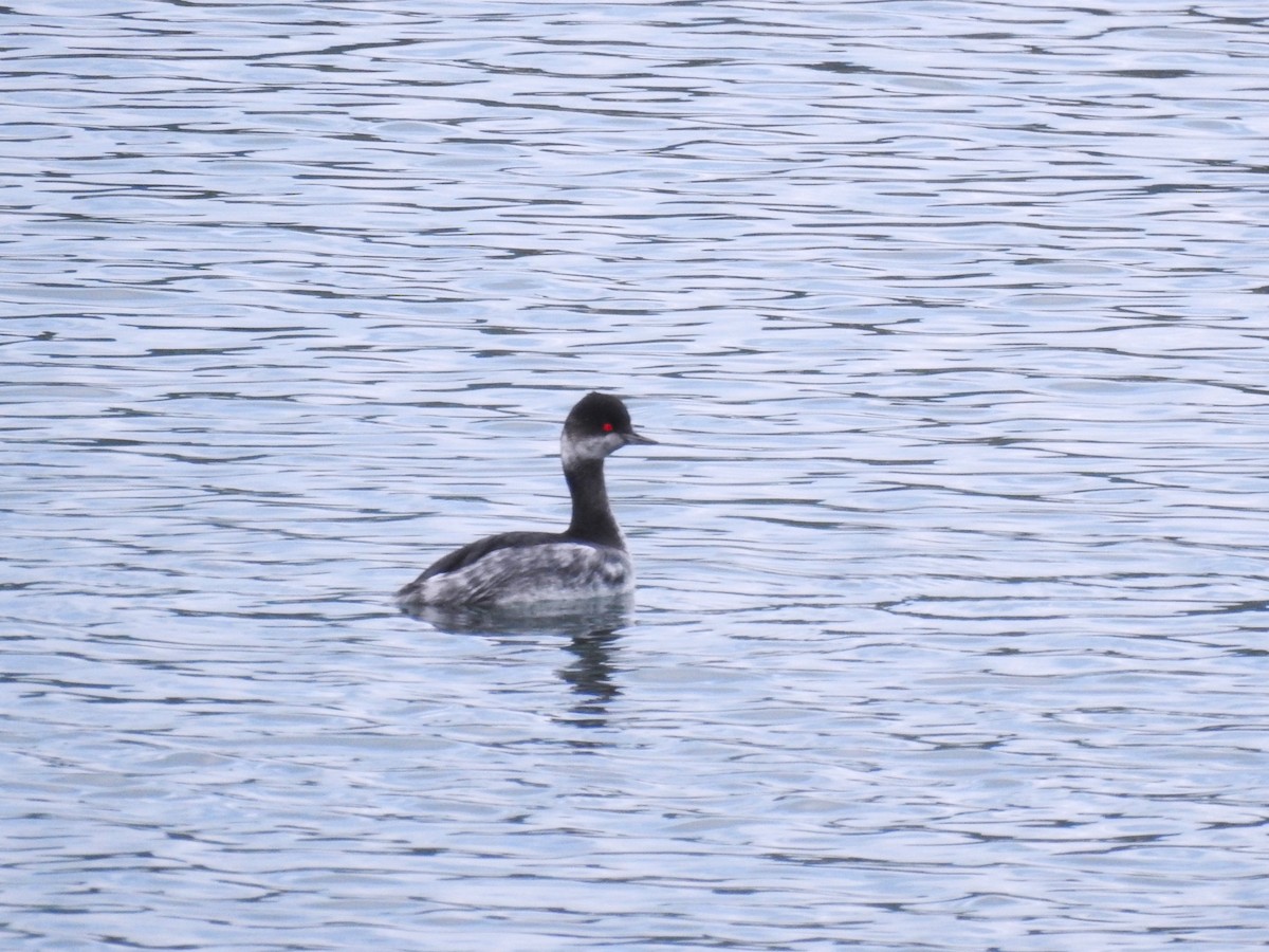 Txilinporta lepabeltza - ML646448674