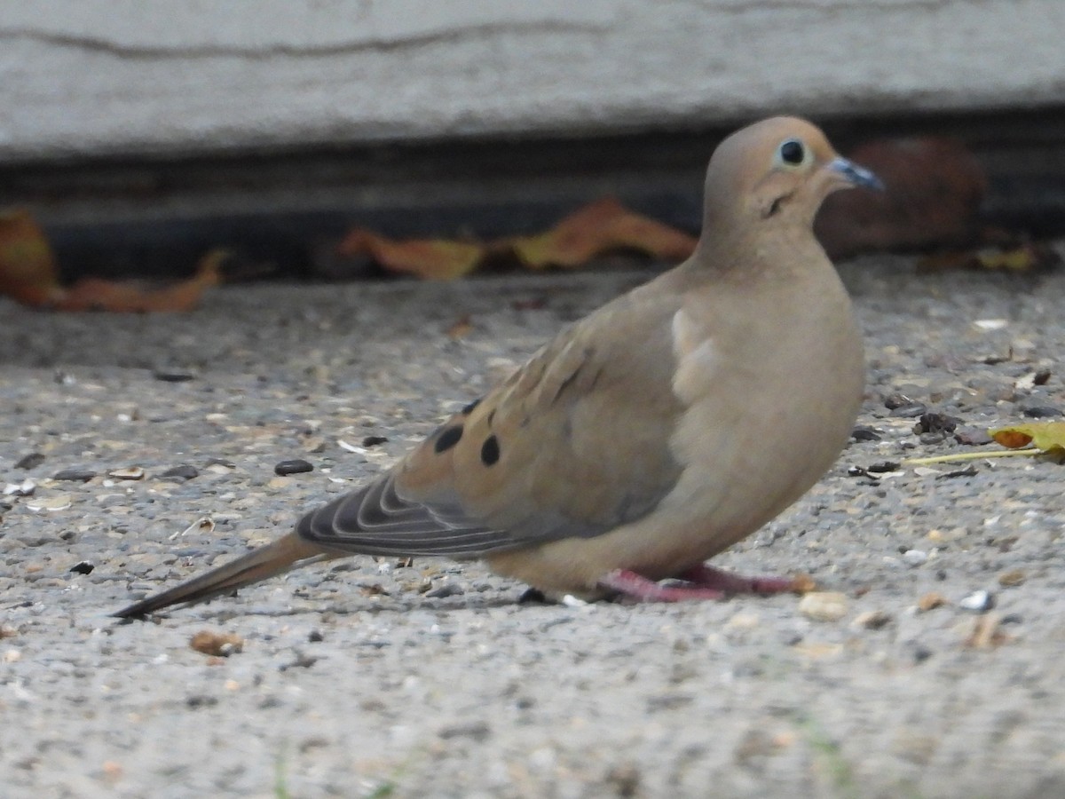 Mourning Dove - ML646448677