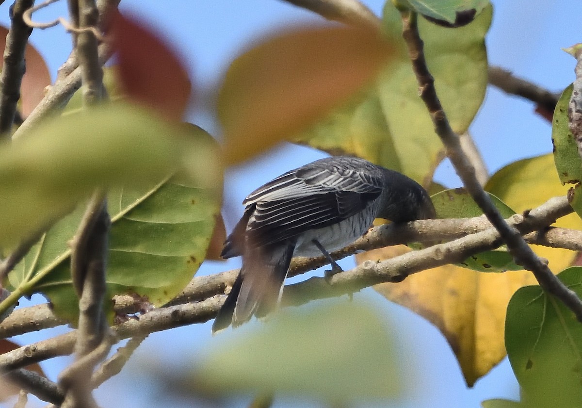 Black-headed Cuckooshrike - ML646448678