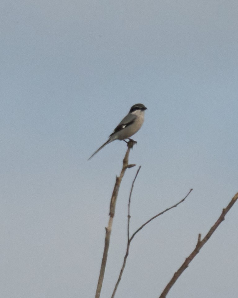 Iberian Gray Shrike - ML646448679