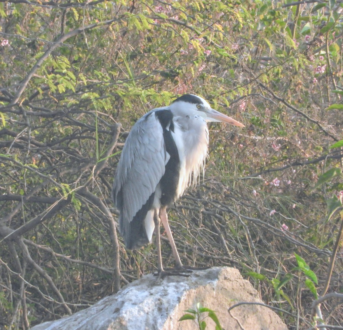 Хөх дэглий - ML646448680