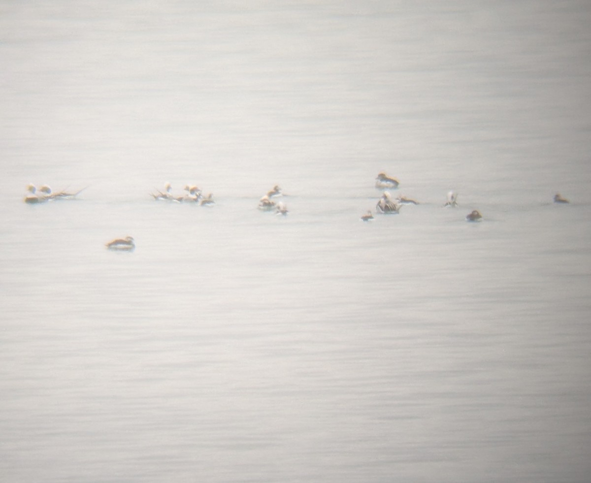 Long-tailed Duck - ML646448681