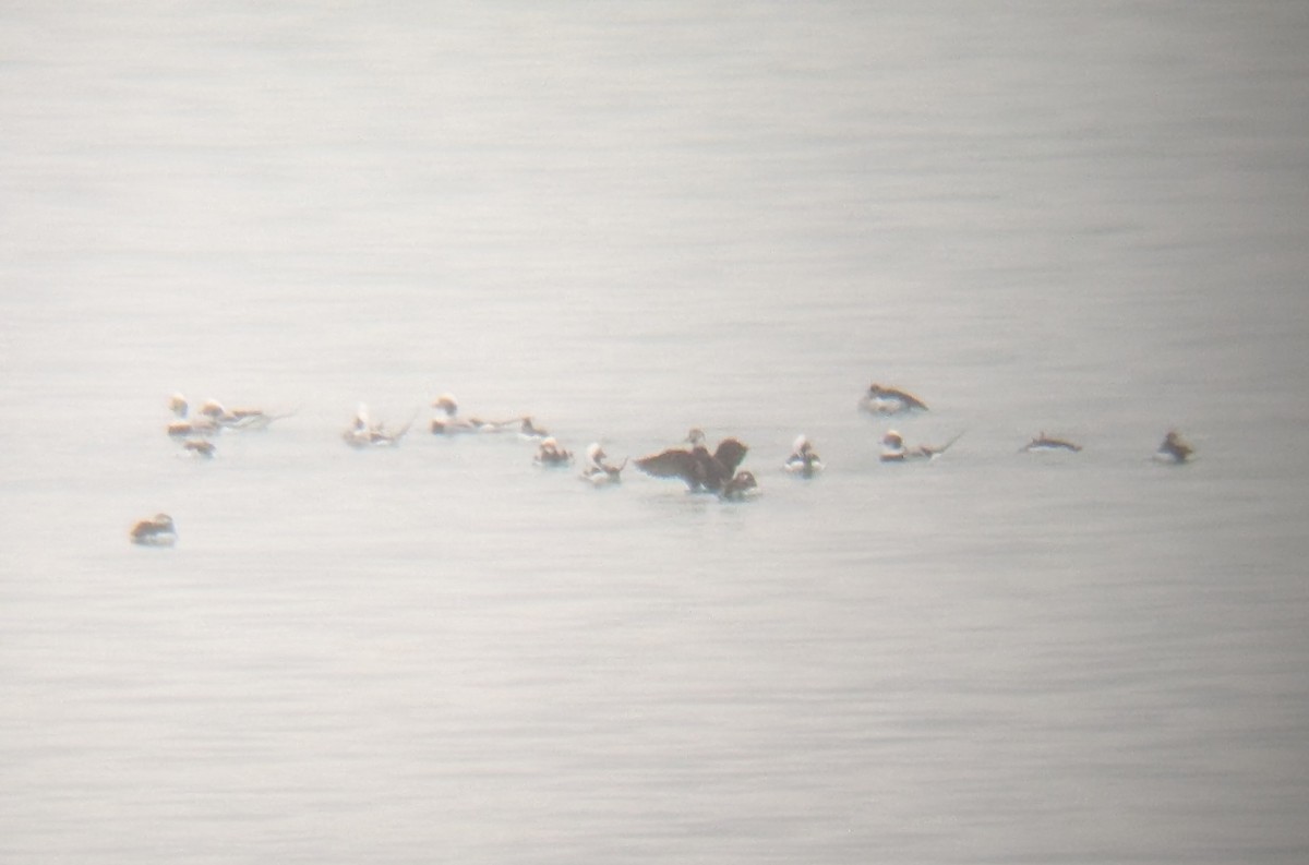 Long-tailed Duck - ML646448682