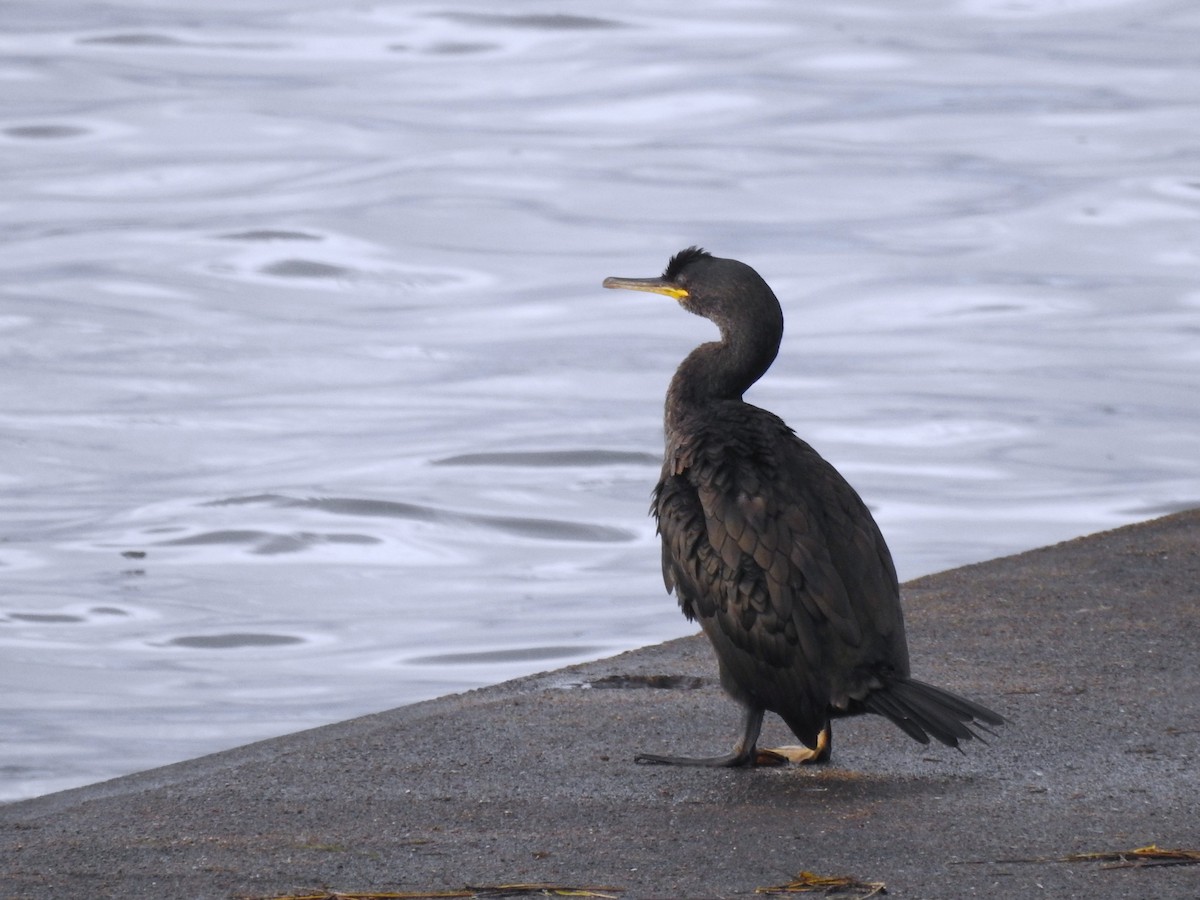 Ubarroi mottoduna - ML646448683