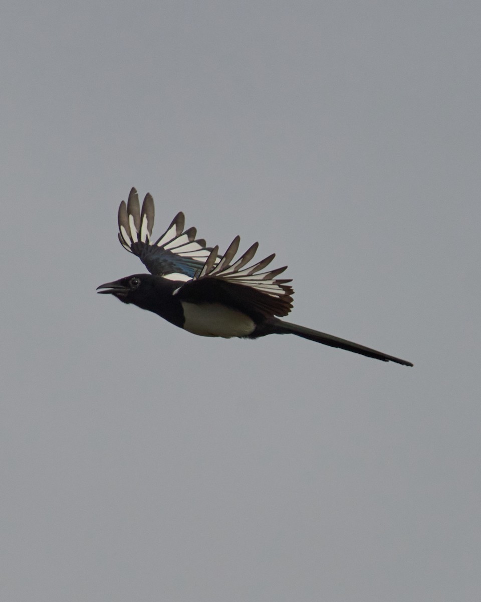 Eurasian Magpie - ML646448684