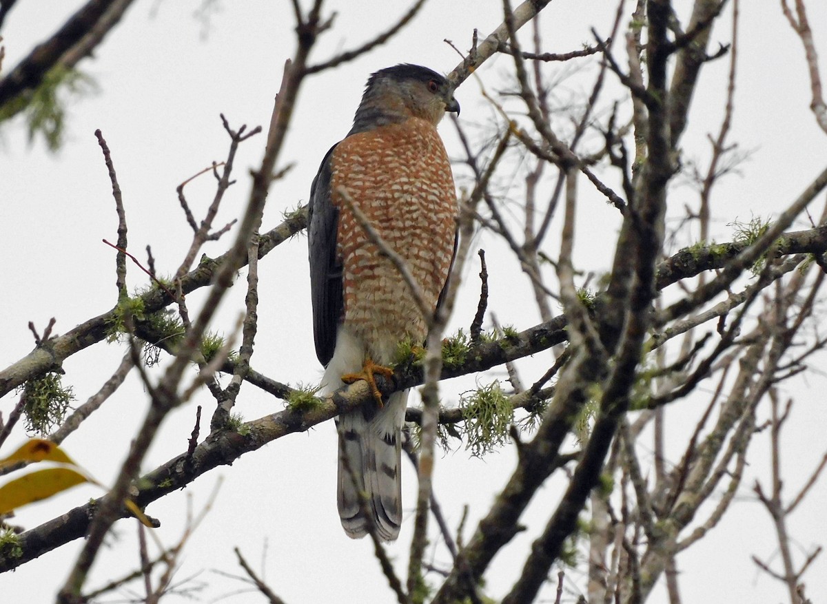 Cooper's Hawk - ML646448687