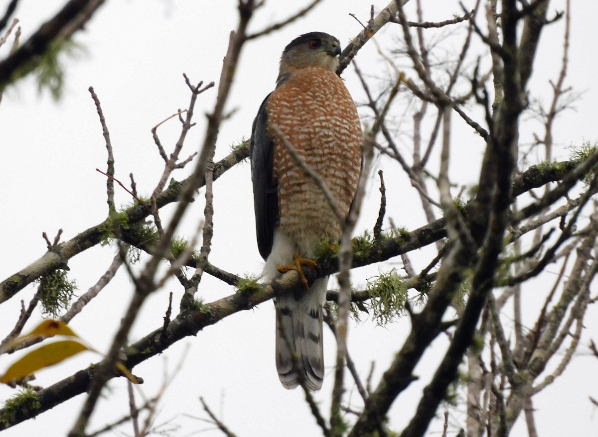 Cooper's Hawk - ML646448688