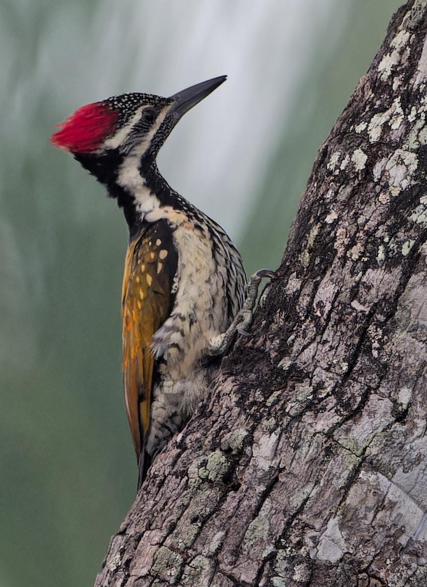 Black-rumped Flameback - ML646448689