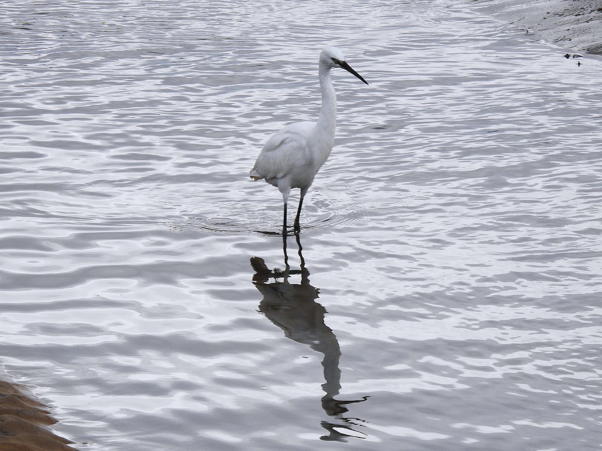 Koartzatxo txikia - ML646448694