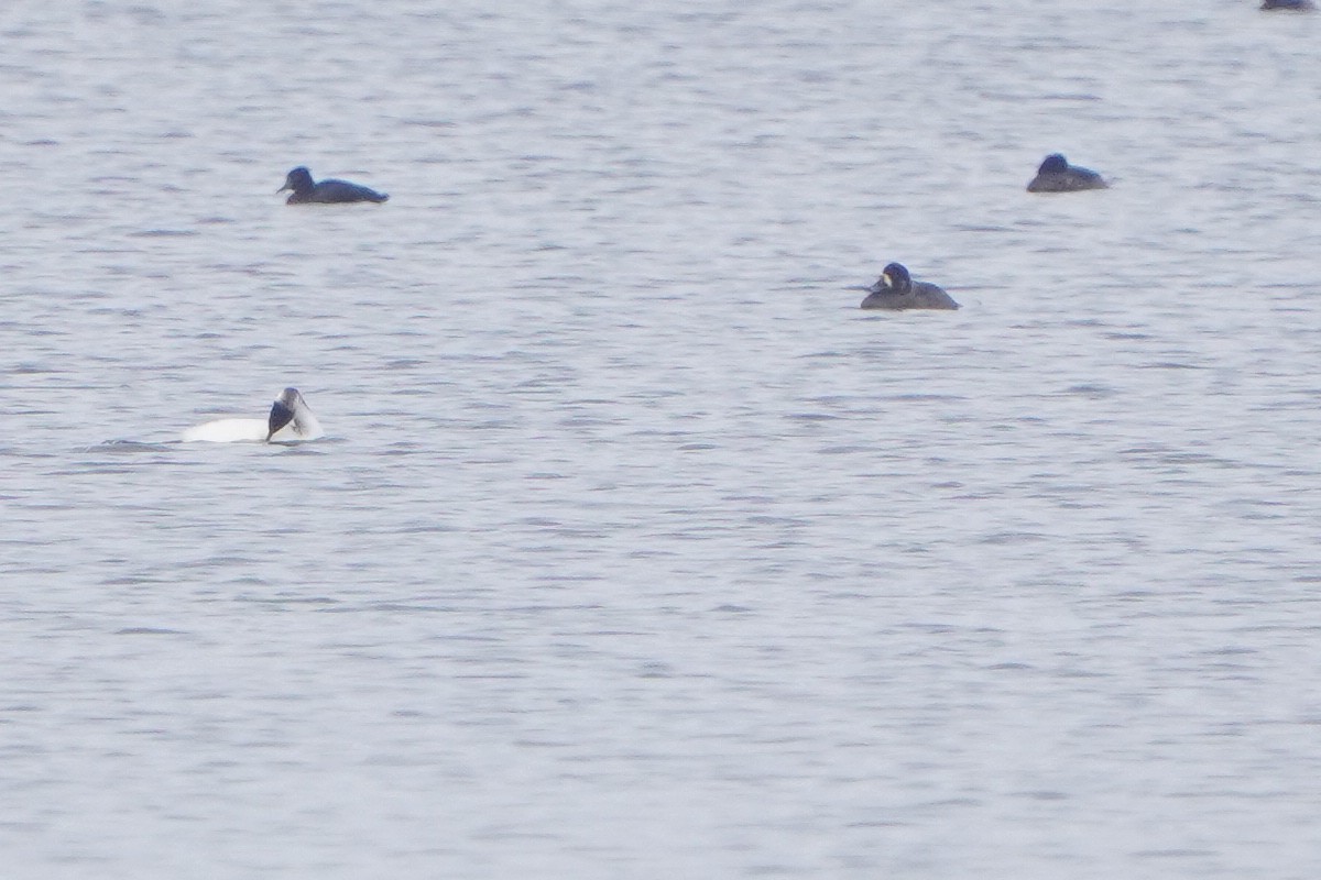 Murgilari handia - ML646448695