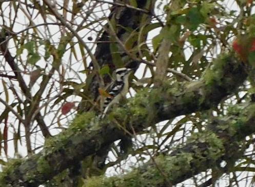 Downy Woodpecker - ML646448696