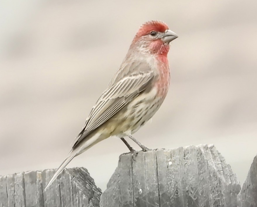 House Finch - ML646448698