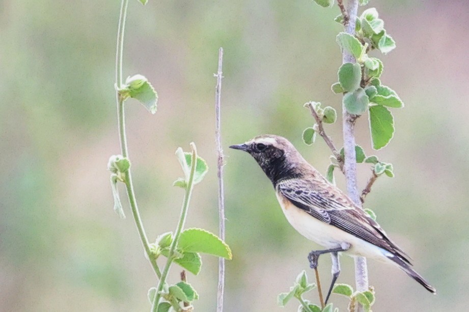 Pied Wheatear - ML646448699