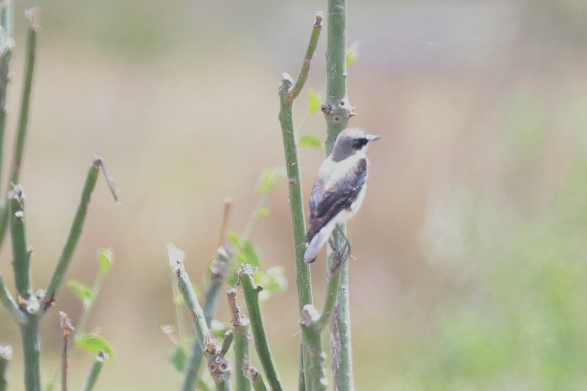 Pied Wheatear - ML646448700