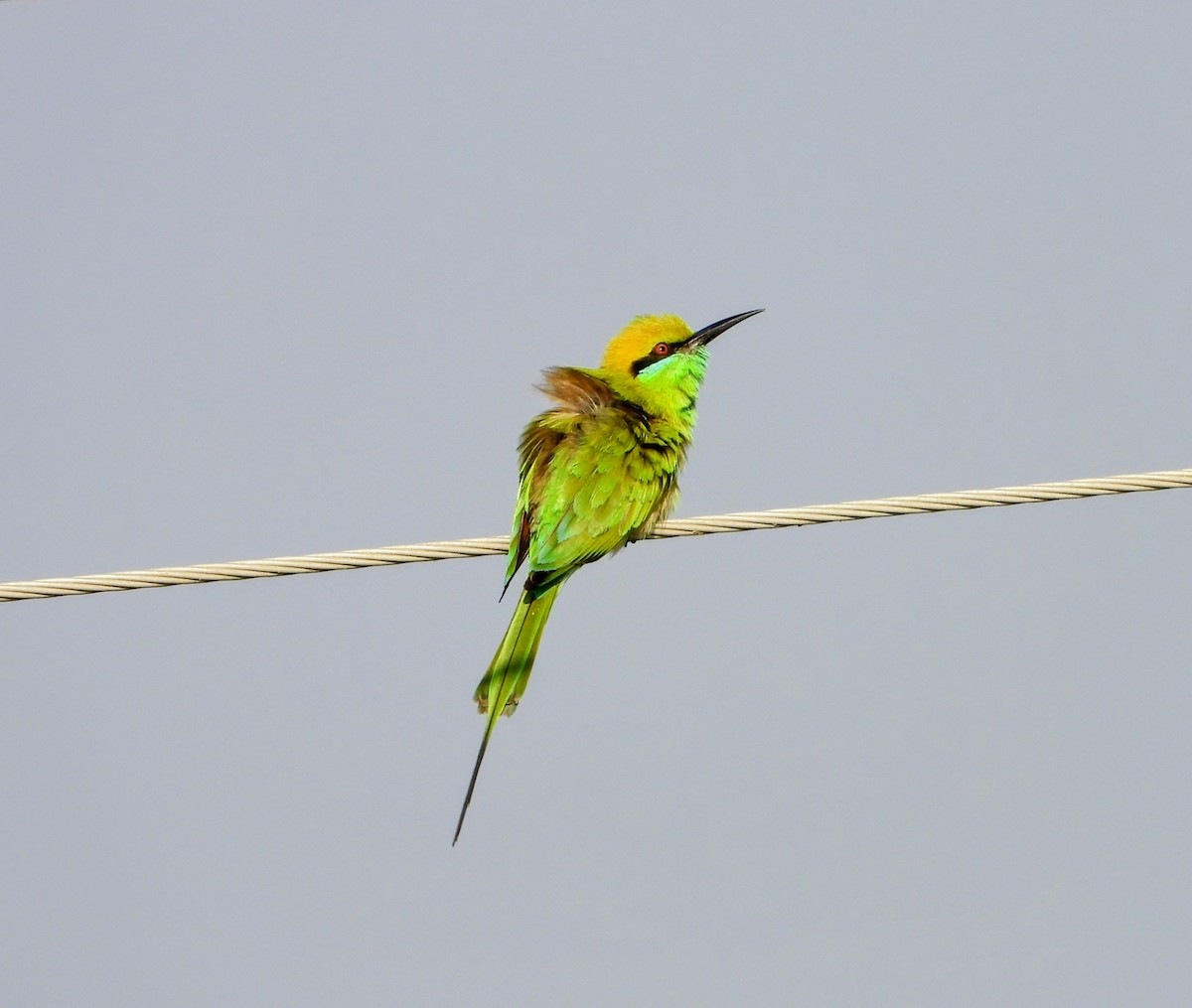 Asian Green Bee-eater - ML646448701