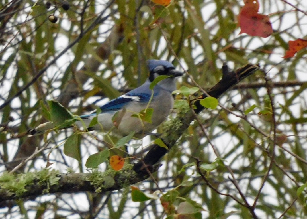 Blue Jay - ML646448702
