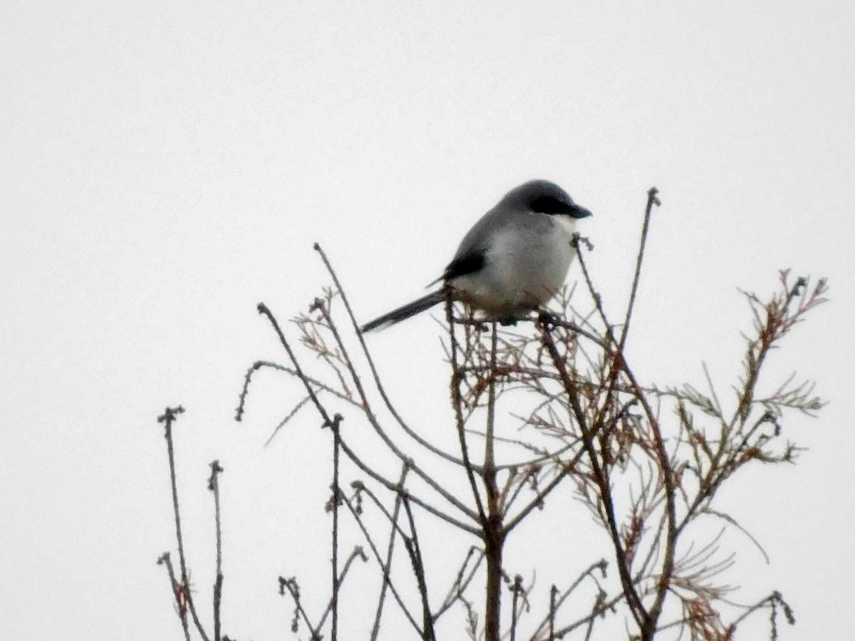 Loggerhead Shrike - ML646448705