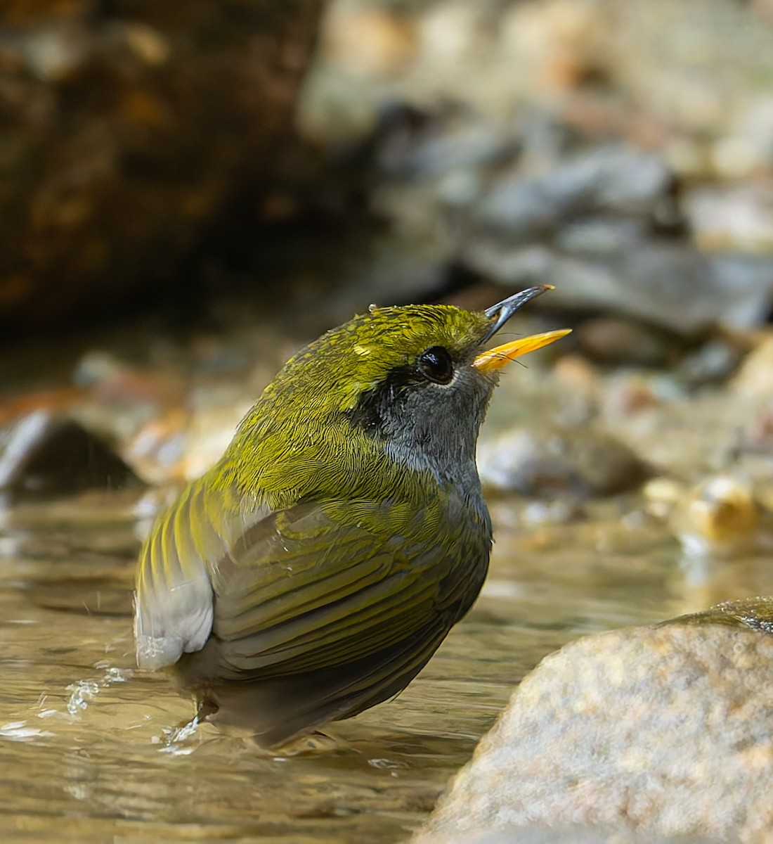 Gray-bellied Tesia - ML646448706