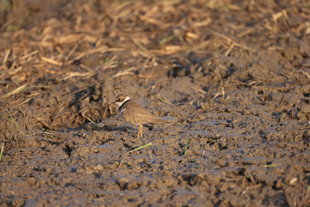 Little Ringed Plover - ML646448707