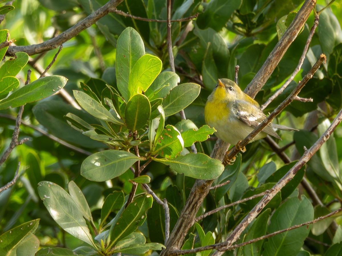 Northern Parula - ML646448708