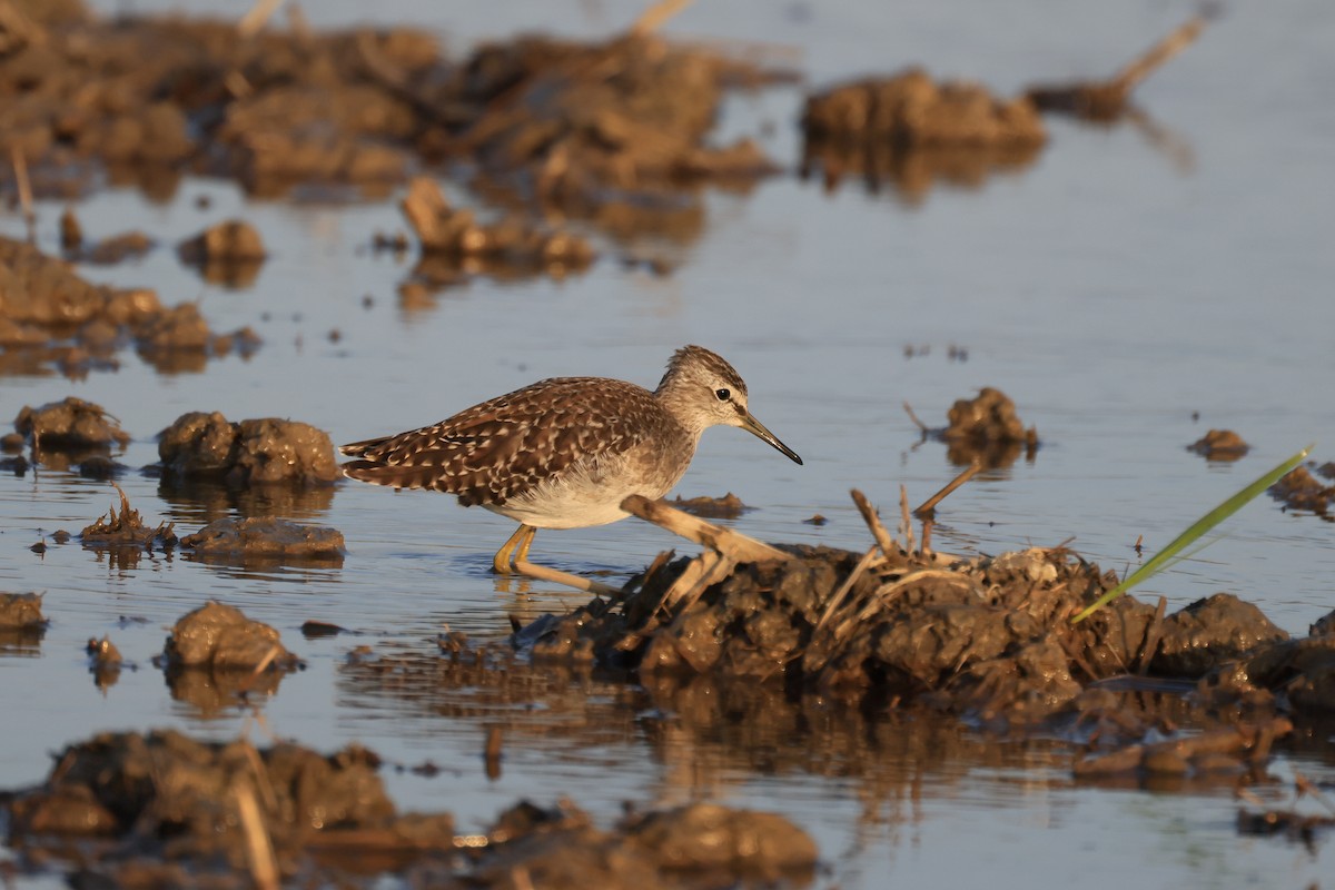 vodouš bahenní - ML646448709