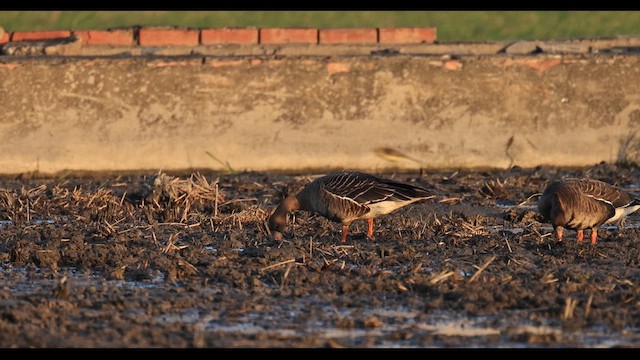 Greater White-fronted Goose - ML646448711