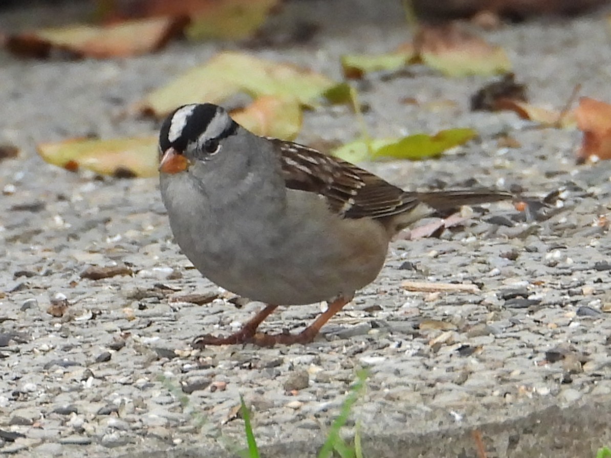 White-crowned Sparrow - ML646448713