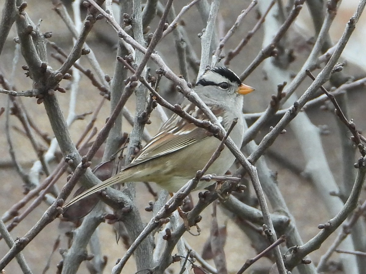 White-crowned Sparrow - ML646448714