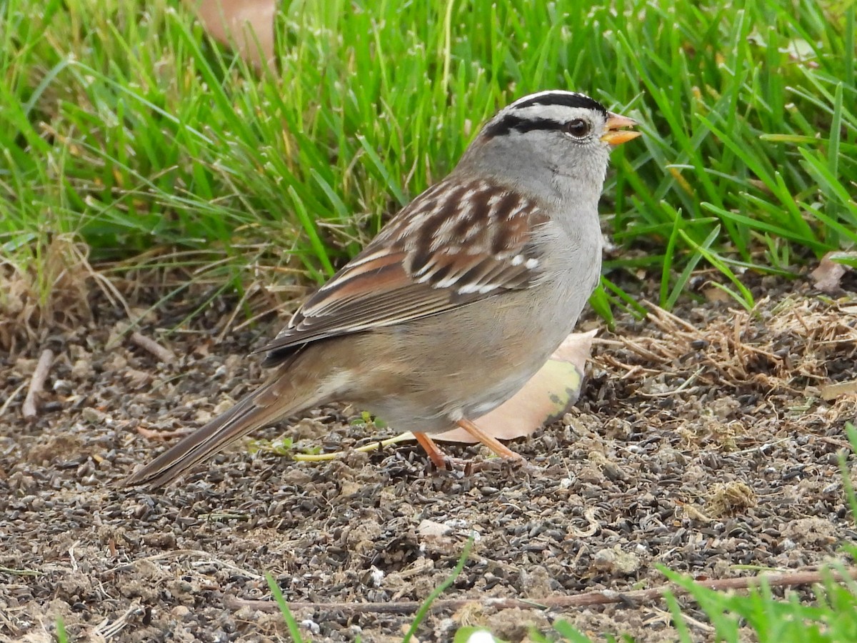 White-crowned Sparrow - ML646448715