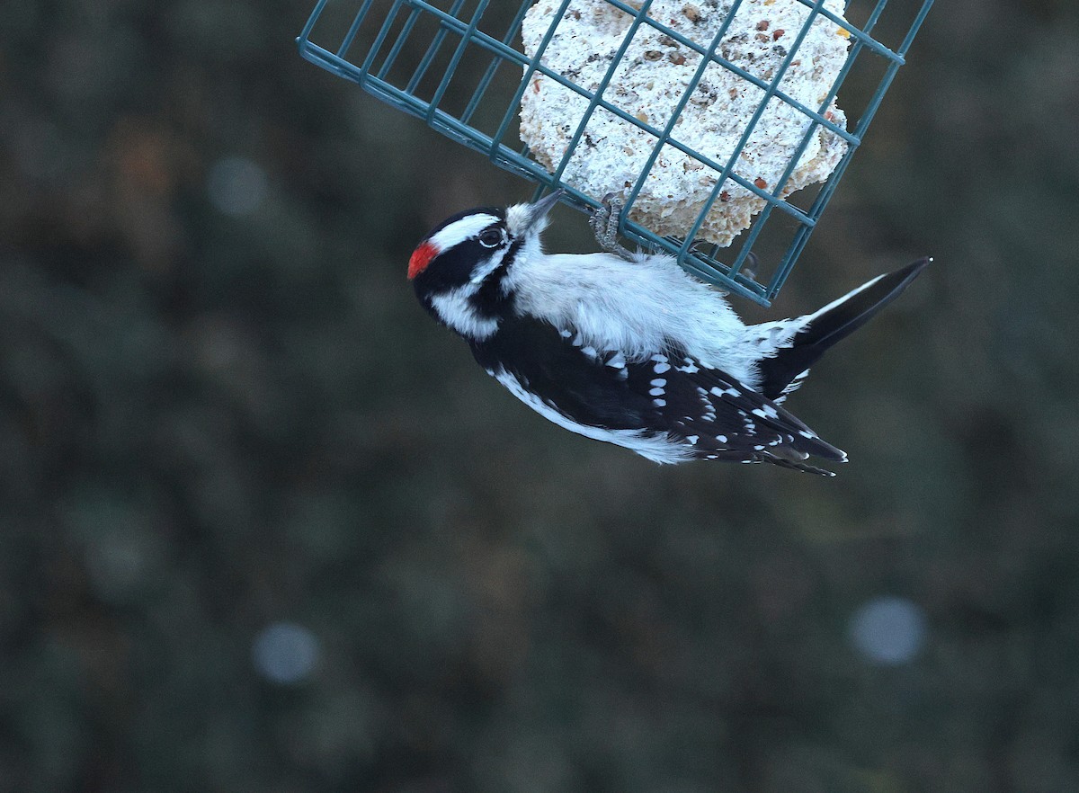 Downy Woodpecker - ML646448716