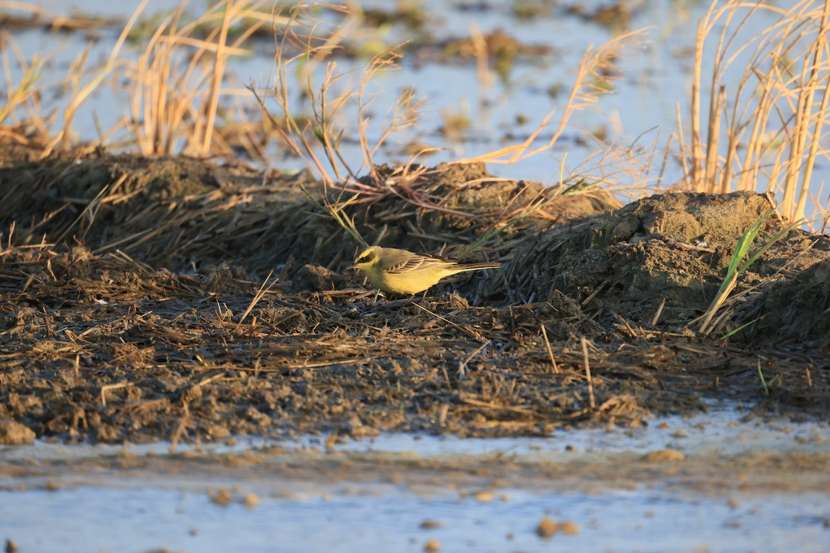 Eastern Yellow Wagtail - ML646448717