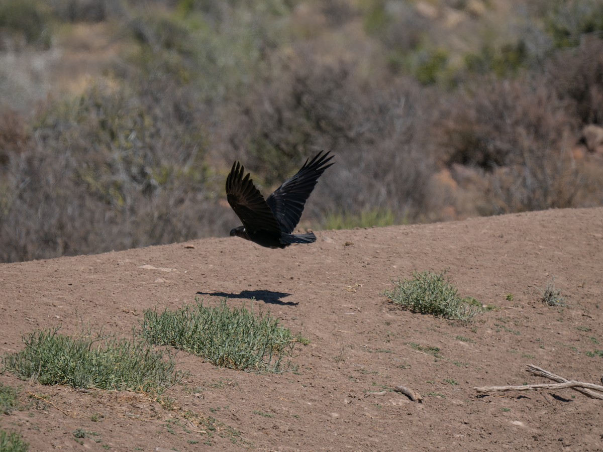 White-necked Raven - ML646448719