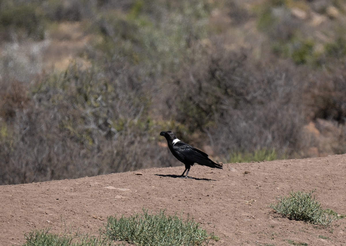 White-necked Raven - ML646448720