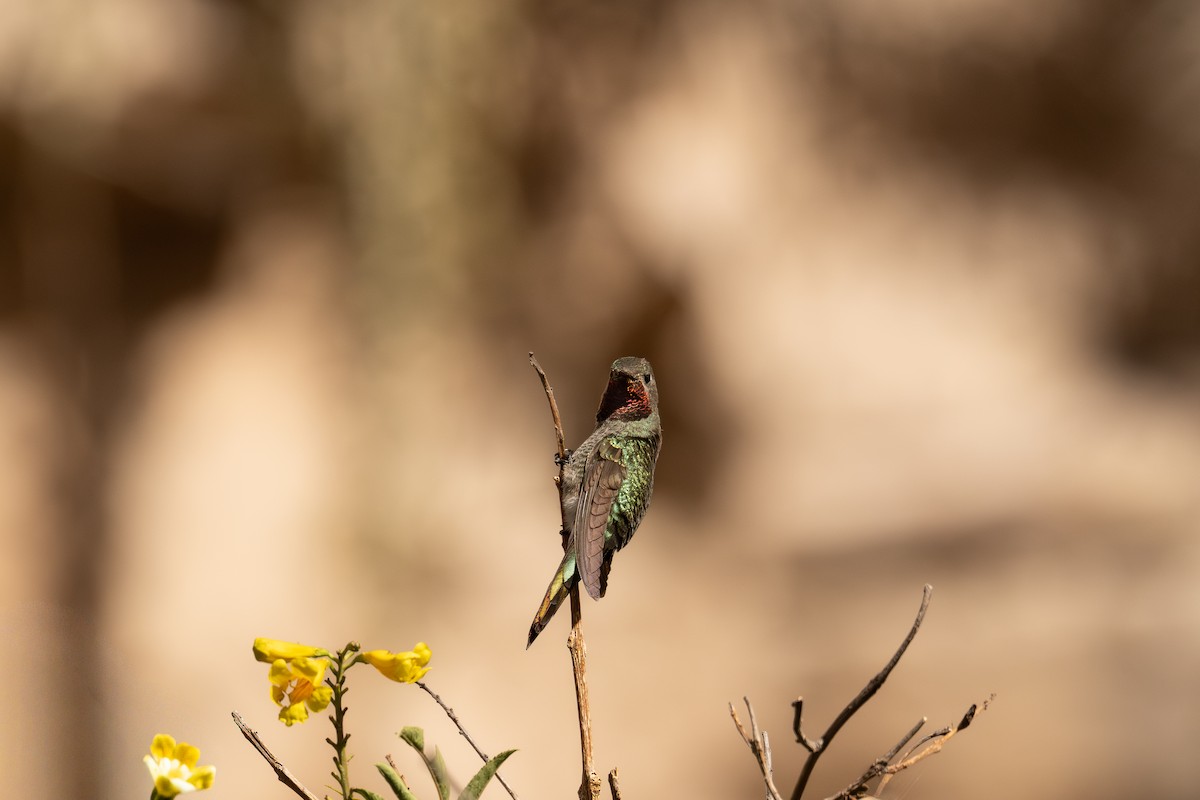 Колібрі-комета - ML646448721
