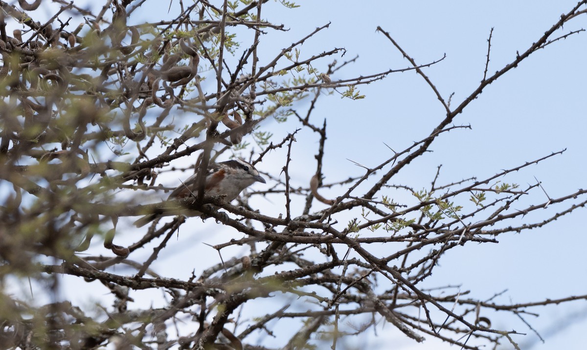 Brubru - ML646448722