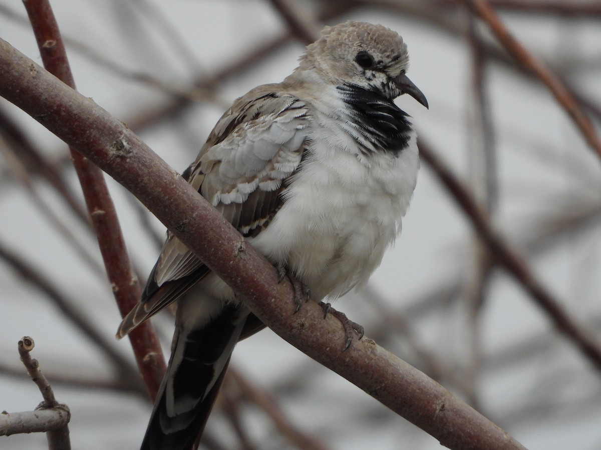 Namaqua Dove - ML646448723